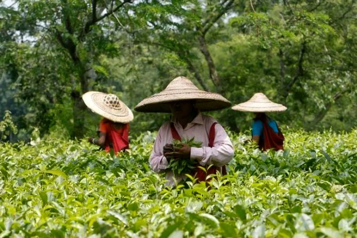 بزرگترین خریدار چای هند مشخص شد