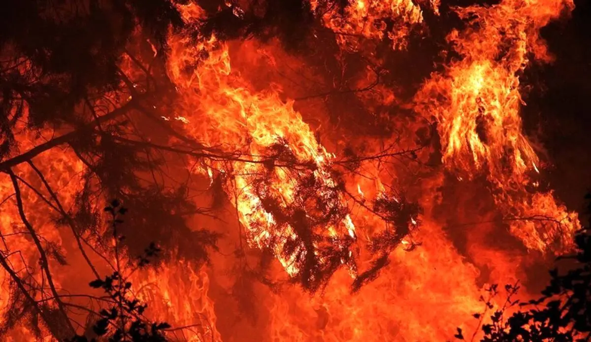فوری | آتش به جان جنگل های نوشهر افتاد 