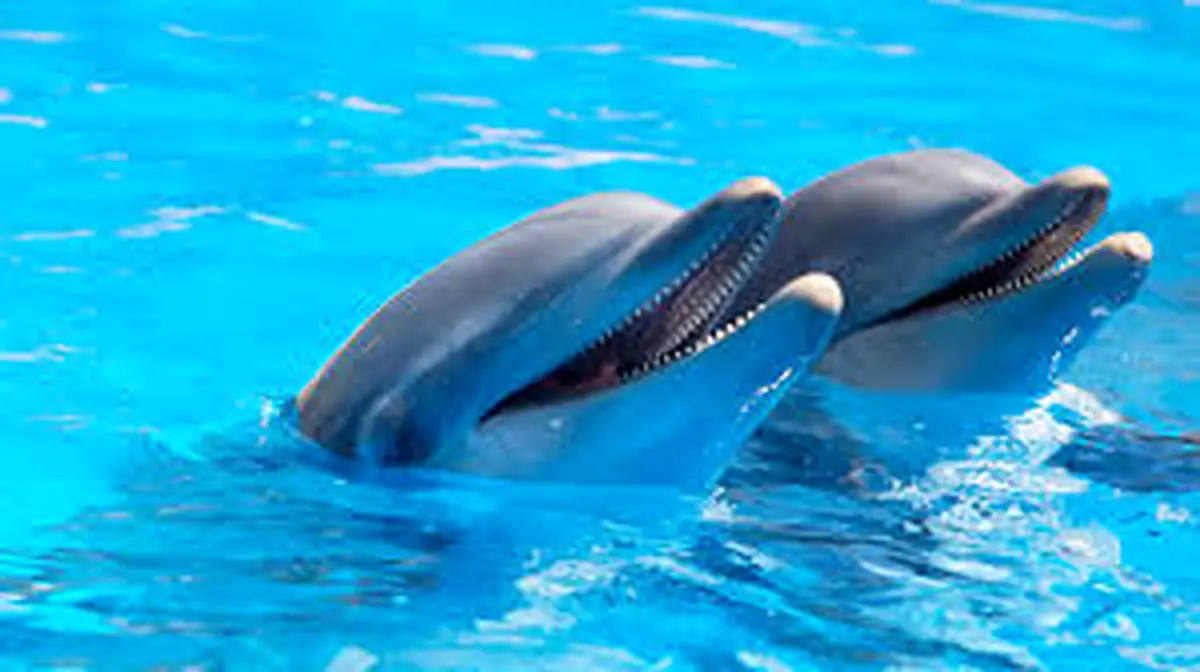 چتر حمایتی پتروشیمی نوری برای دلفین های خلیج فارس