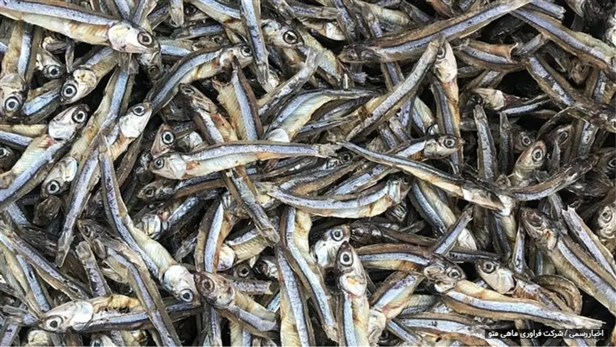 اخذ مجوز صدور پروانه بهداشتی صادر ماهی خشک برای نخستین بار در کشور