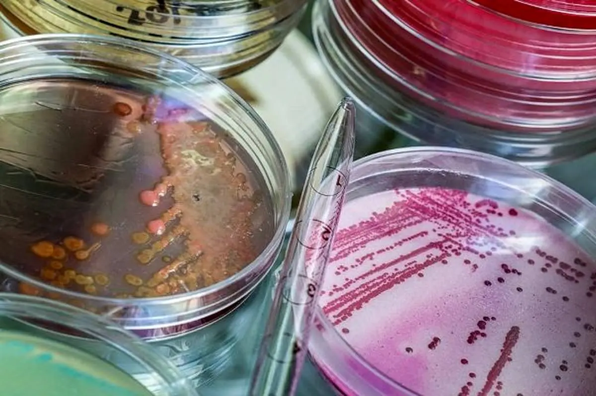 شناسایی آنتی بیوتیک جدید درمان عفونت های پوستی و ذات الریه