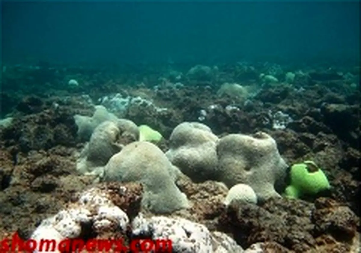 مرگ ۹۰ درصد مرجان‎های خلیج فارس