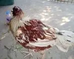 مرغی که یک هفته بدون سر زنده مانده است! +تصاویر