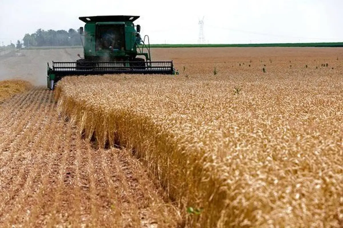 تولید گندم در فارس 20 درصد افزایش یافت