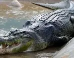 تمساح دریاچه چیتگر پیدا شد + عکس
