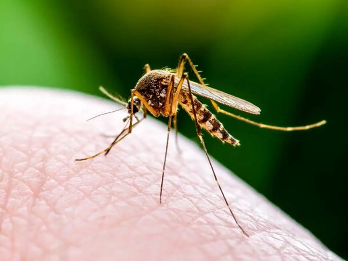 پشه ها ناقل ویروس کرونا هستند؟