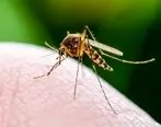 پشه ها ناقل ویروس کرونا هستند؟