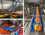 بانک کشاورزی حامی راه اندازی طرح بزرگ سورتینگ وسردخانه میوه ، صیفی جات و مواد پروتئینی در استان البرز 
