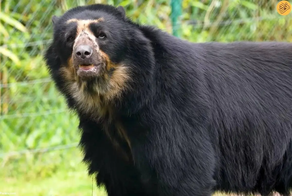 تلاش مسئولان یک باغ وحش برای نجات خرس کمیاب آند از انقراض + فیلم