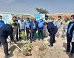 کاشت درخت مثمر توسط مدیرعامل بیدبلند خلیج فارس