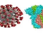 کشف راهکار موثر دارویی برای نابودی کرونا در بدن
