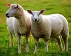 مرگِ گوسفندان در قشم به کرونا ارتباط ندارد