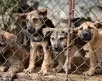 (ویدئو) سگ های که از سلاخی و خورده شدن رهایی یافتند