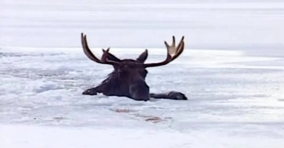 (ویدئو) نجات جان گوزن بزرگ از دریاچه یخ‌زده
