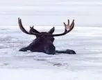 (ویدئو) نجات جان گوزن بزرگ از دریاچه یخ‌زده