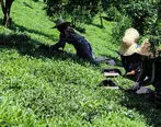تولید ۲۸ هزار تن چای ایرانی تولید
