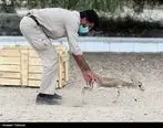 گزارش تصویری: رها سازی آهوی ایرانی در کیش 