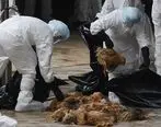 شیوع آنفلوانزای پرندگان در چین همزمان با کرونا