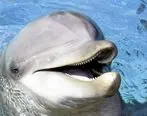 حرکات دلبرانه دلفین برای دندان پزشکش + فیلم