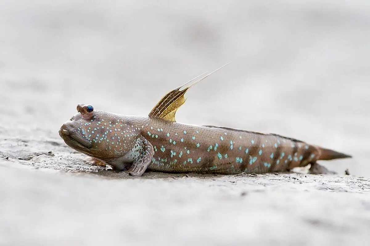 شکار کردن ماهی زنده در خاک با دست + فیلم