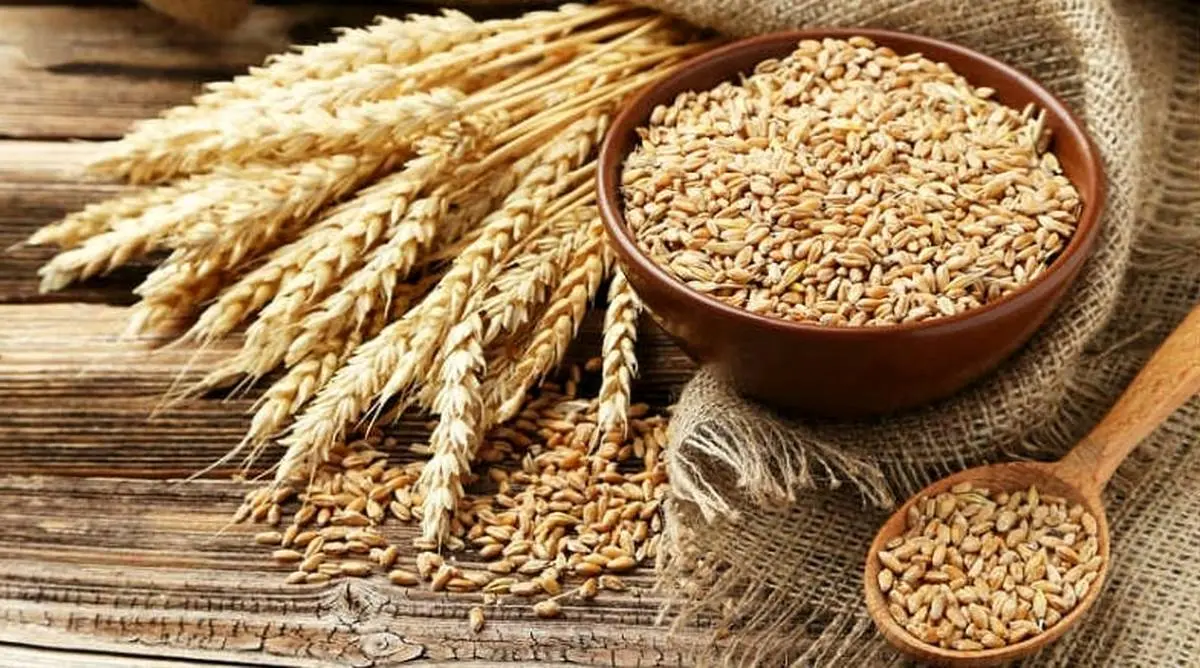 قیمت بازارهای جهانی گندم و ذرت کاهش یافت