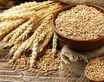 قیمت بازارهای جهانی گندم و ذرت کاهش یافت