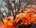 جنگل‌ها می‌سوزد، دل مسئولان نه!/ کابوس تکراری آتش سوزی بیشه ها در تابستان