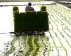 کاشت و برداشت مکانیزه برنج در مازندران ، حاصل پرداخت 1394 میلیارد ریال تسهیلات توسط بانک کشاورزی