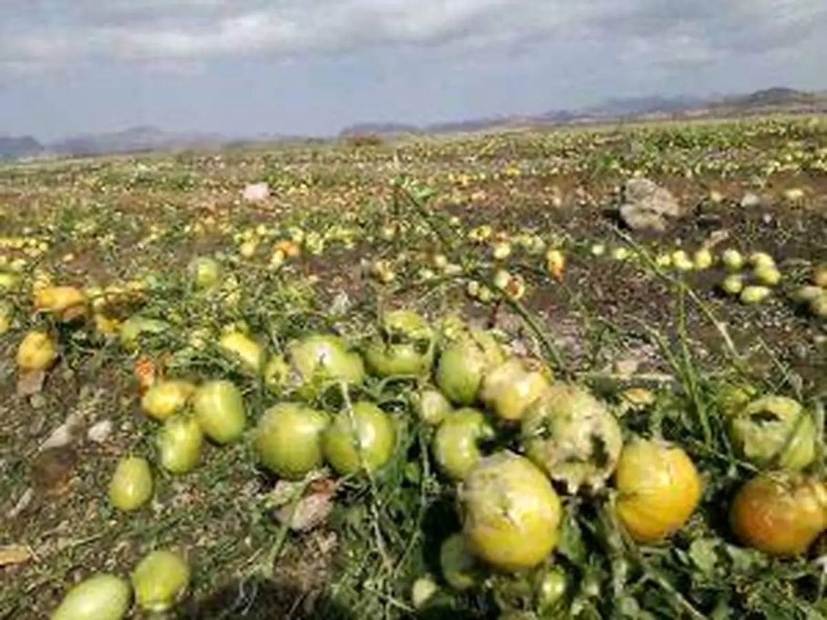 خسارت ۱۱ هزار میلیاردی به مزارع شیراز 

