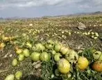 خسارت ۱۱ هزار میلیاردی به مزارع شیراز 

