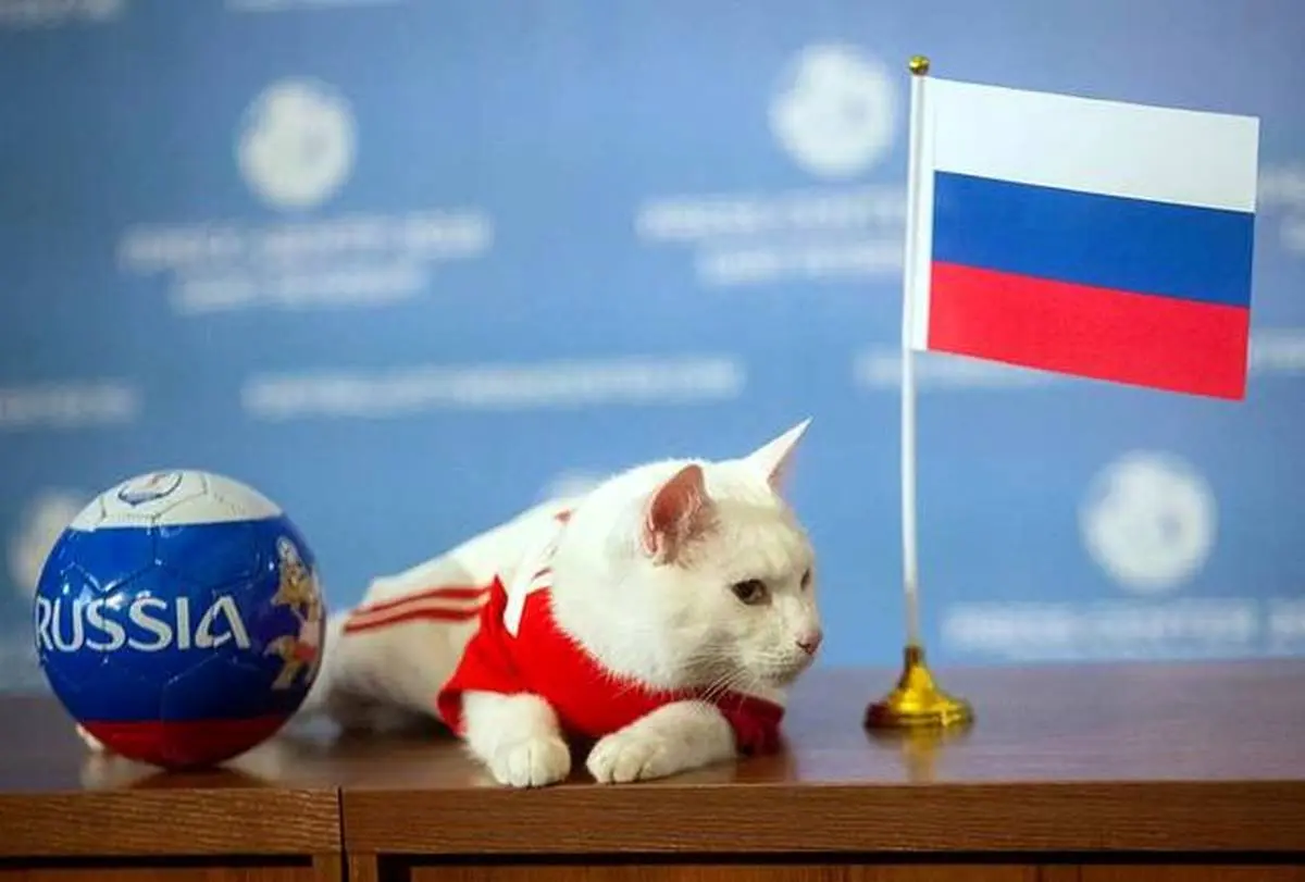 گربه روسی برنده دیدار ایران - اسپانیا را مشخص کرد