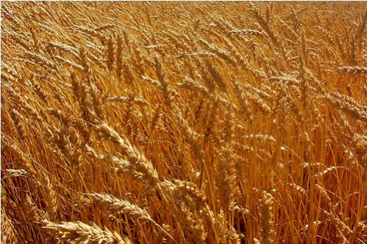 عرضه بیش از ۳۴ هزار تن گندم در تالار محصولات کشاورزی