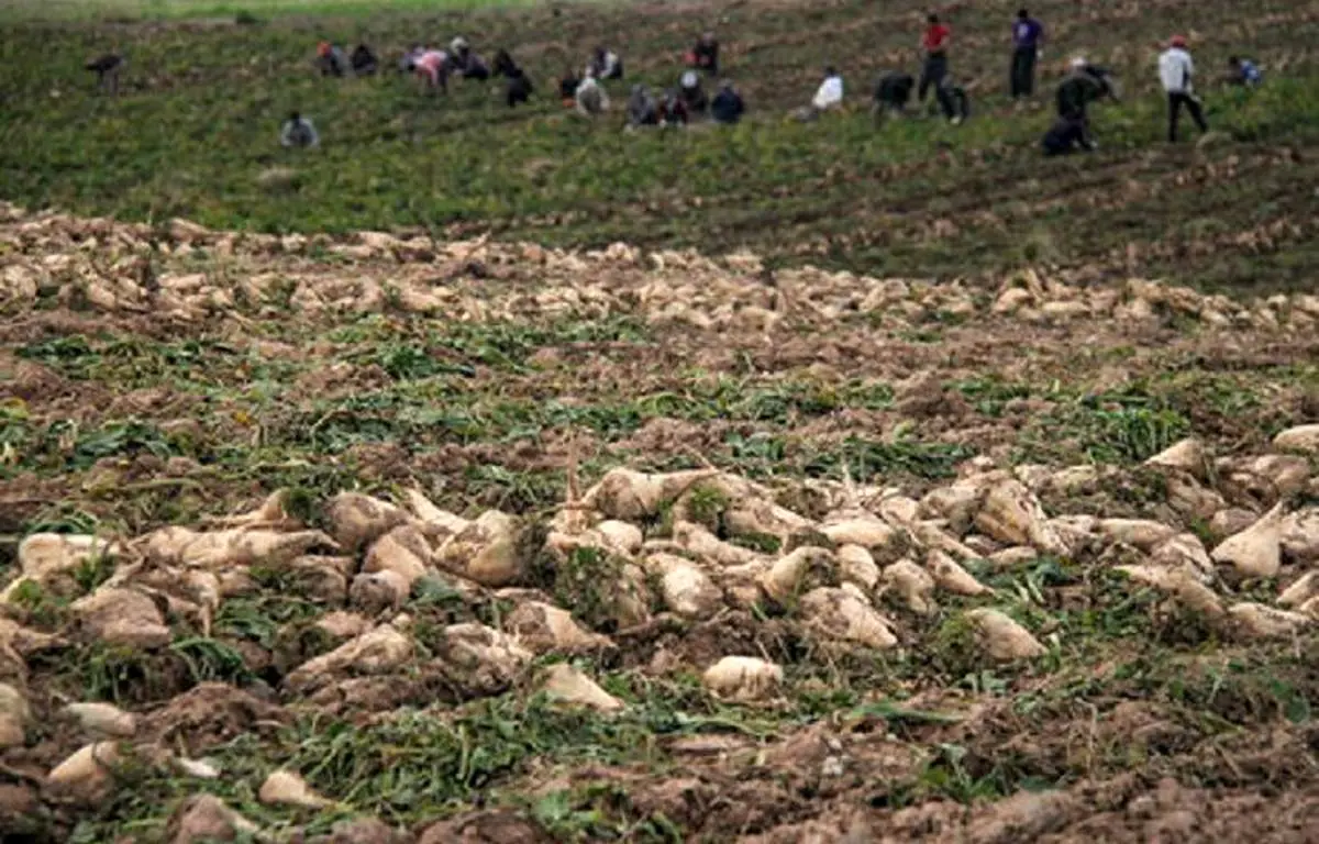 کشت چغندر علوفه ای با بذر اصلاح شده برای اولین بار در منطقه آزاد ماکو