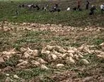 کشت چغندر علوفه ای با بذر اصلاح شده برای اولین بار در منطقه آزاد ماکو