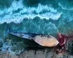 دفن لاشه یک نهنگ به گل نشسته در ساحل سیمرغ کیش
