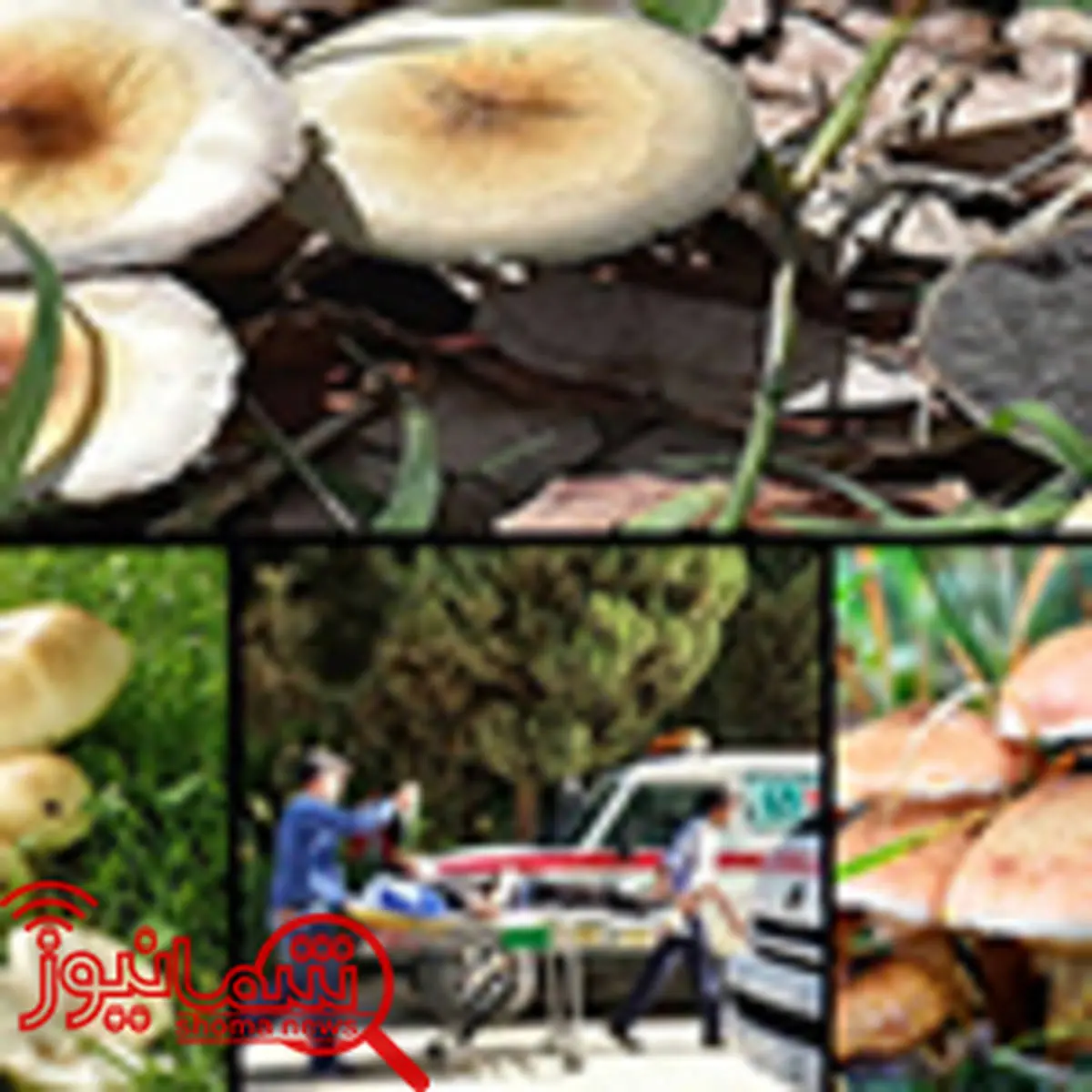 هشدار: قارچ فله‌ای و غیر پرورشی نخورید