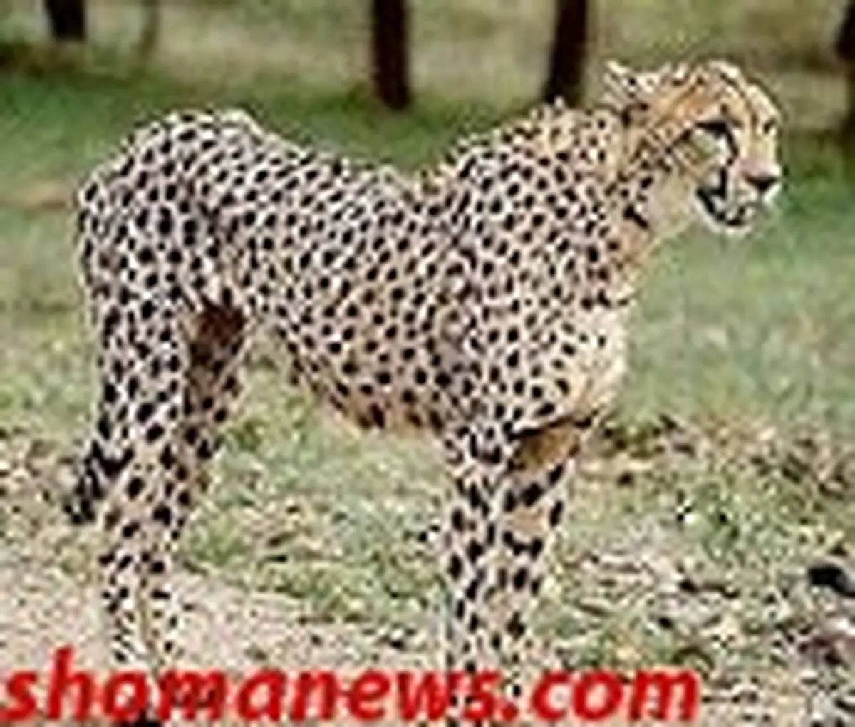 یوزپلنگ ایرانی محکوم به نابودی است!