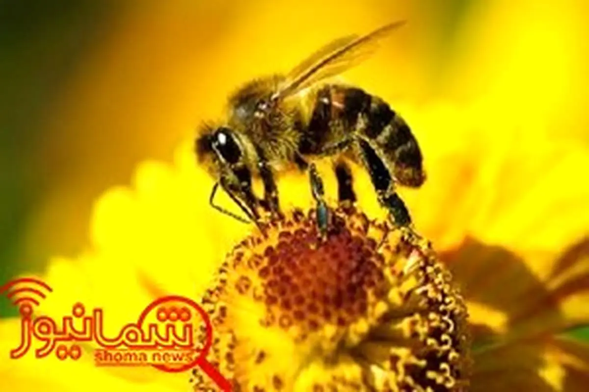 جشن روزجهانی زنبور عسل در ایران و جهان برگزار می شود