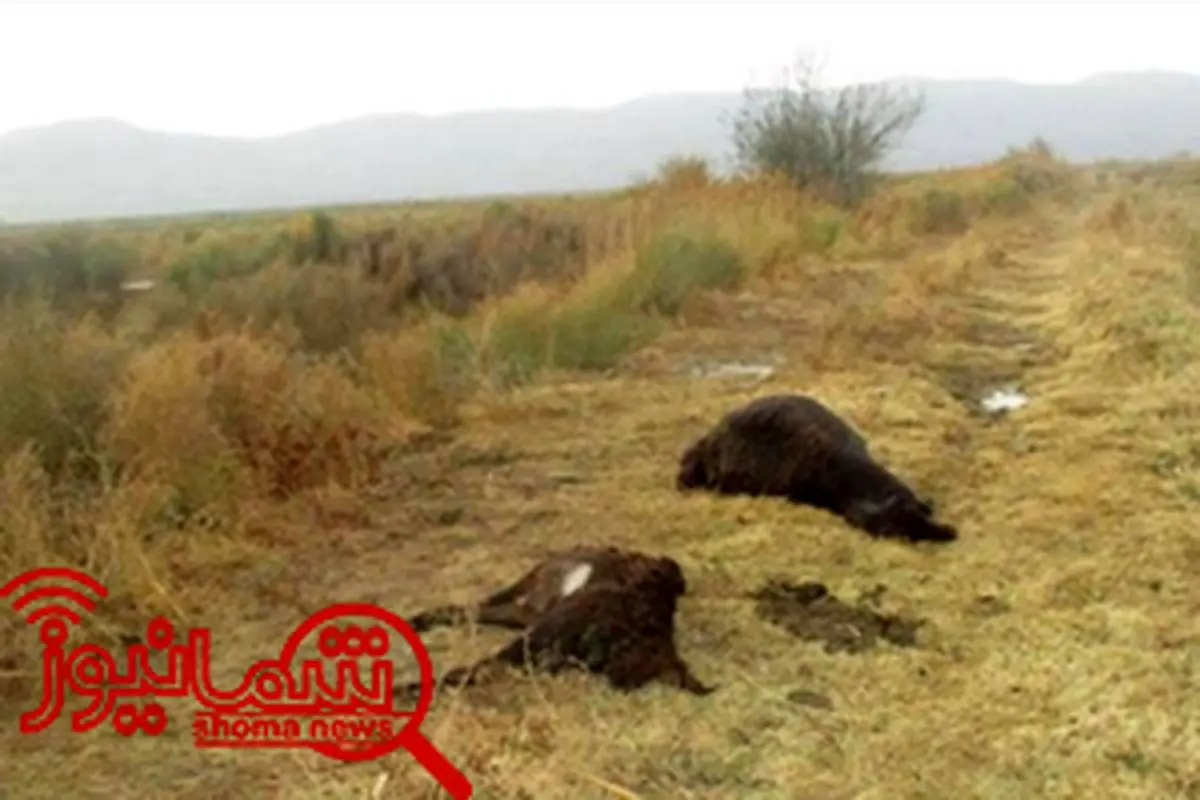 مرگ خوف انگیز چوپان و گوسفندانش در میاندوآب + عکس