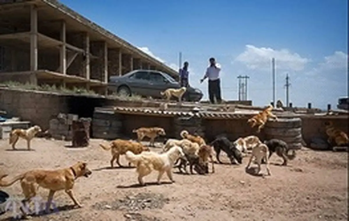 جزئیات جمع آوری سگ های خانگی در اصفهان