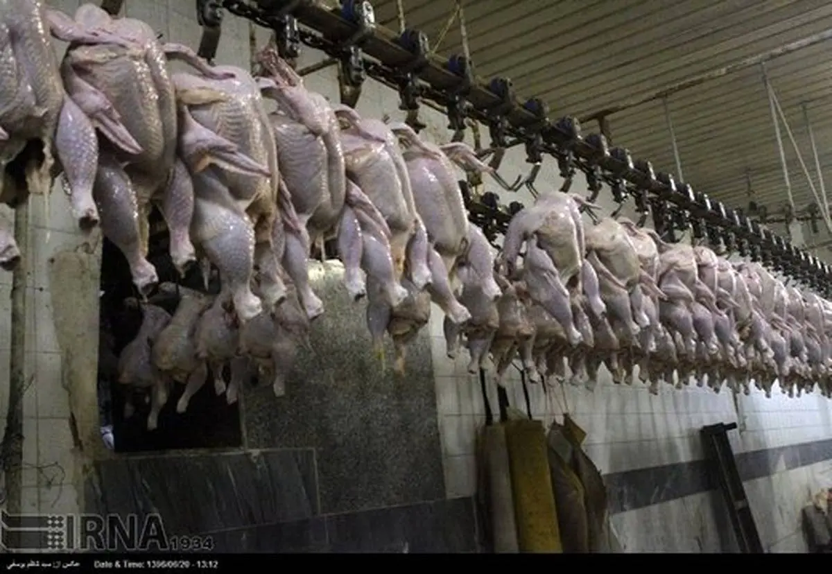 جزئیات فروش مرغ مرده در بازار