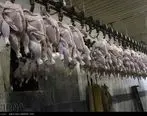 جزئیات فروش مرغ مرده در بازار