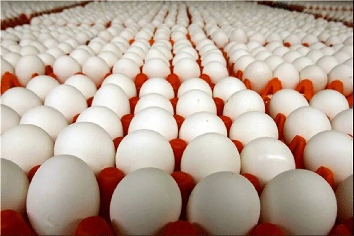 هر شانه تخم مرغ ۳۰ عددی در بازار چند؟ + جدول