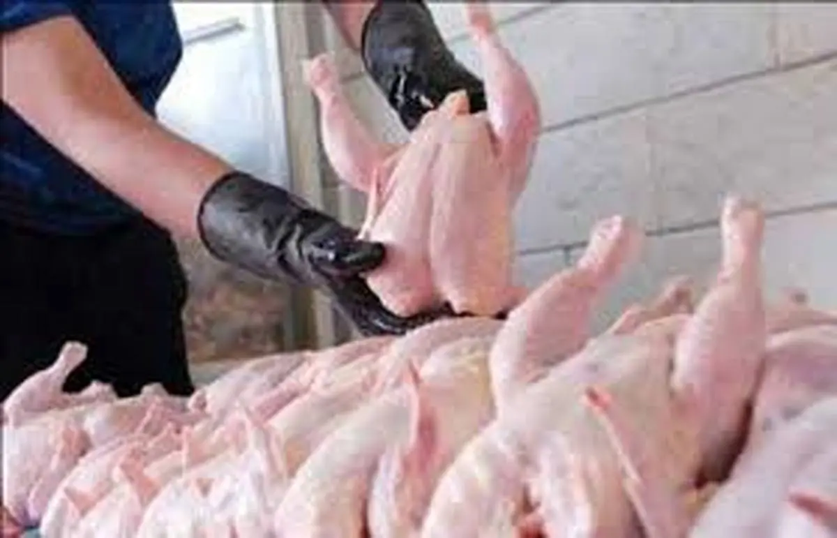 نفس مرغداران به شماره افتاد / گوشت مرغ ارزان می‌شود؟