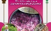 برپایی مراسم باشکوه آیین گلابگیری در پارک قیطریه 