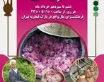 برپایی مراسم باشکوه آیین گلابگیری در پارک قیطریه 