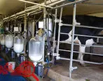 افزایش تولید شیر و گوشت با توسعه نژادهای دام های کوچک پربازده