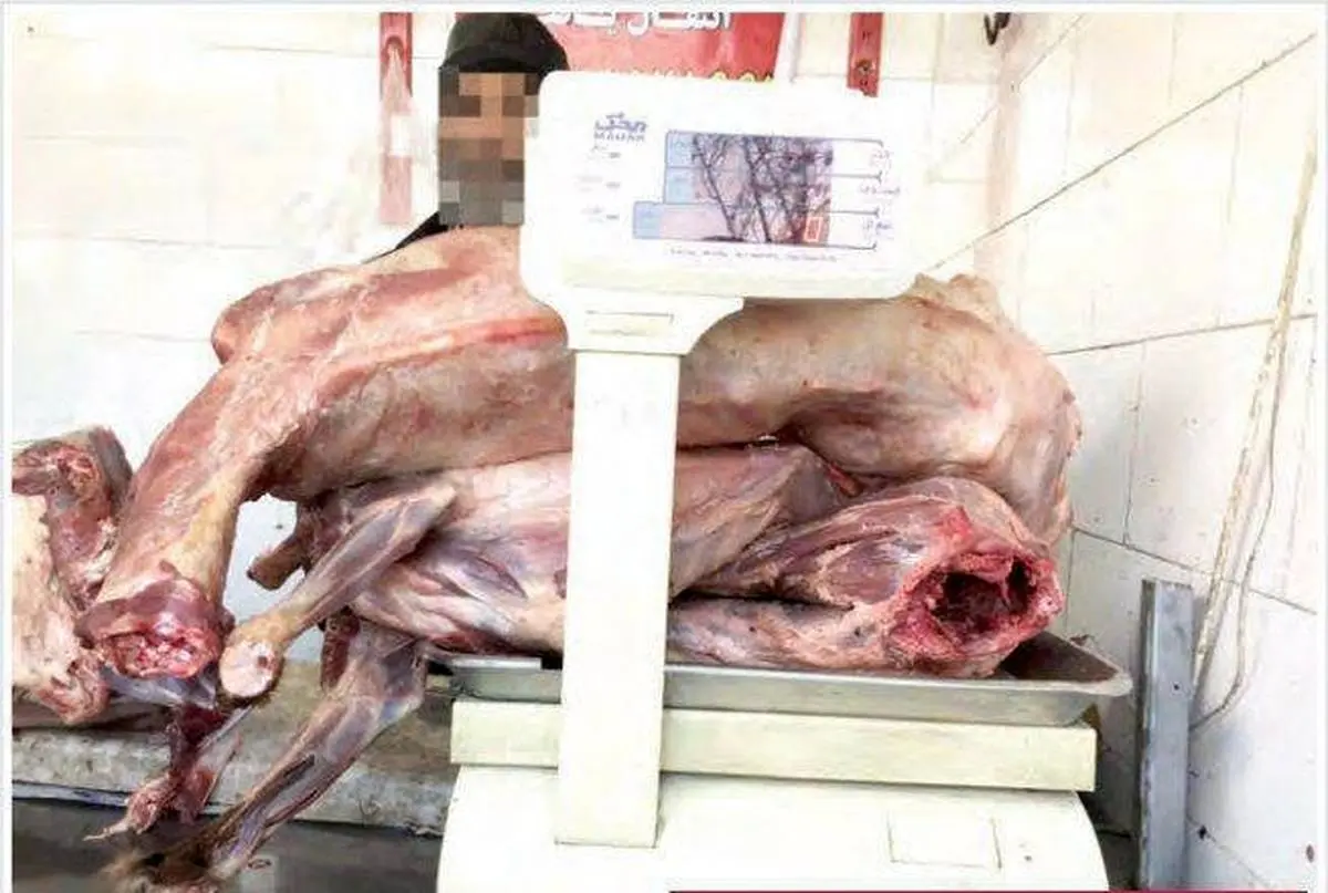 کشف گوشت سگ در یک قصابی! +عکس