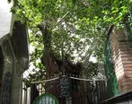 عکس/ قدیمی‌ترین موجود زنده تهران
