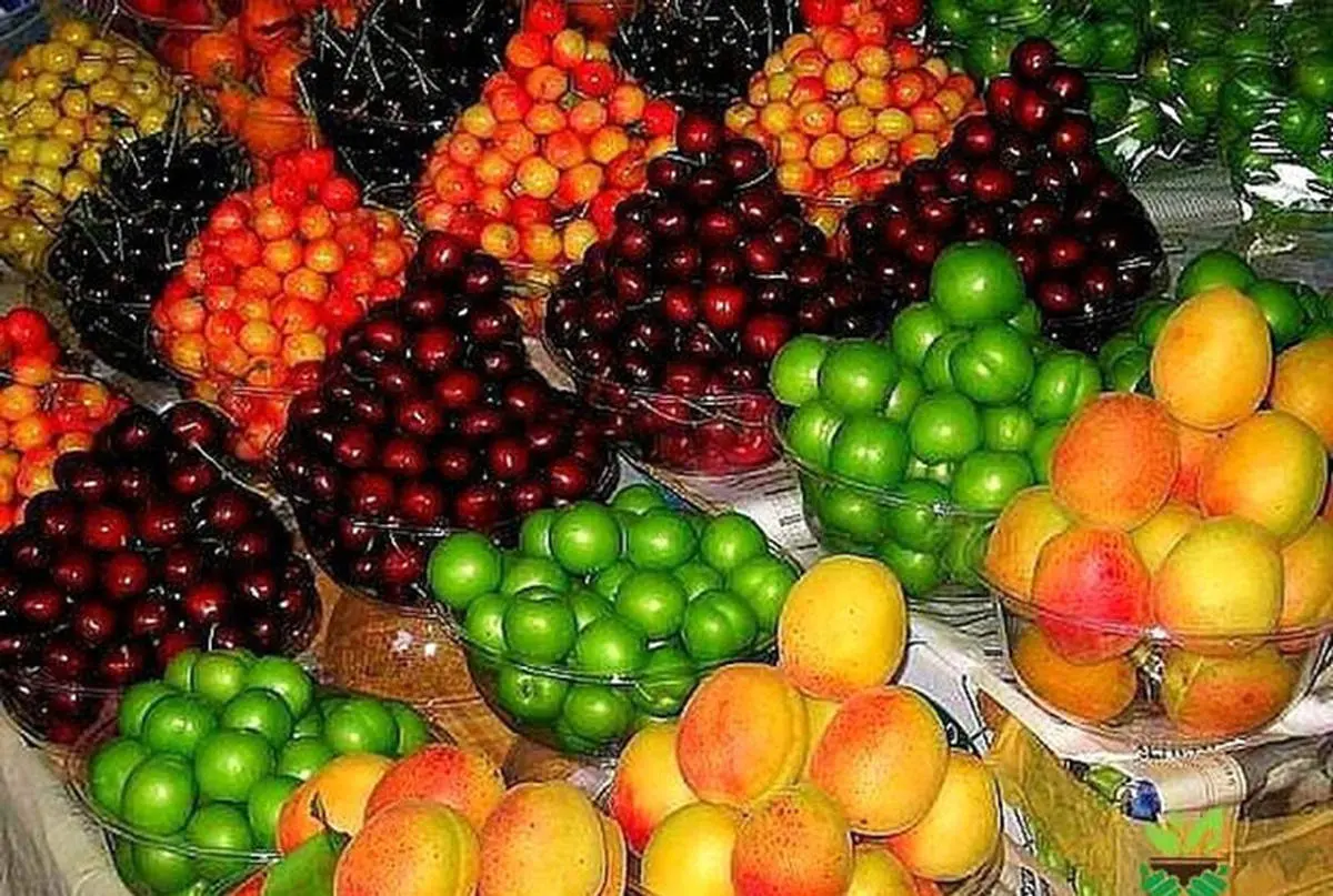 قیمت میوه های نوبرانه در بازار | گوجه سبز کیلویی چند؟
